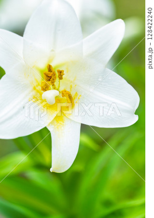 美しい光芒に映える白いユリの花(テッポウユリ) 美しい光芒に映える白いユリの花(テッポウユリ) 128422240