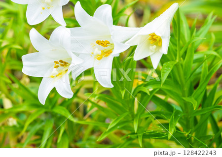 美しい光芒に映える白いユリの花(テッポウユリ) 美しい光芒に映える白いユリの花(テッポウユリ) 128422243