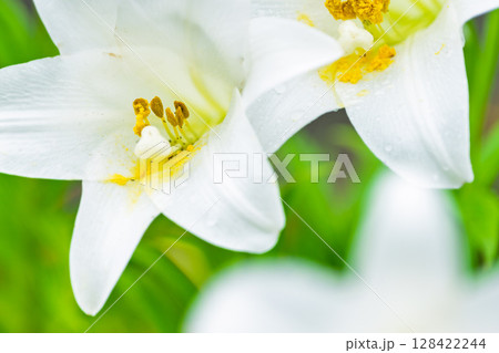 美しい光芒に映える白いユリの花(テッポウユリ) 美しい光芒に映える白いユリの花(テッポウユリ) 128422244