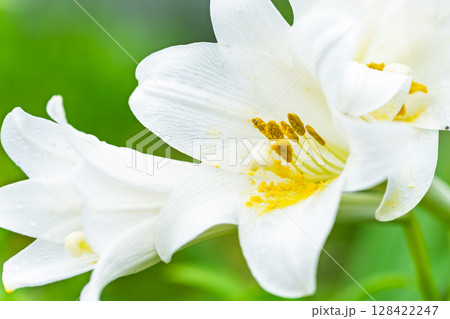 美しい光芒に映える白いユリの花(テッポウユリ) 美しい光芒に映える白いユリの花(テッポウユリ) 128422247