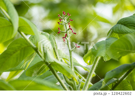 5月に美しい紅色の花弁をつけたオニグルミの雌花 128422602