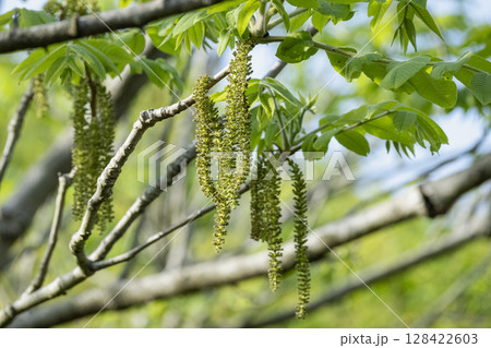 5月に長い花穂をつけたオニグルミの雄花 128422603