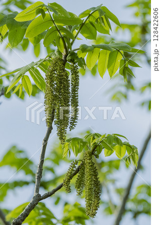 5月に長い花穂をつけたオニグルミの雄花 128422606