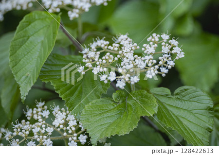 5月に白い花火のような花を咲かせようとしているガマズミ 128422613