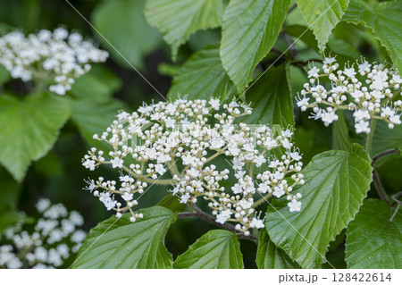 5月に白い花火のような花を咲かせようとしているガマズミ 5月に白い花火のような花を咲かせようとしているガマズミ 128422614