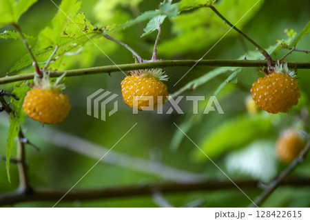 すっかり黄色く熟したモミジイチゴの果実(キイチゴ) 128422615