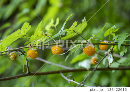 すっかり黄色く熟したモミジイチゴの果実(キイチゴ) 128422616