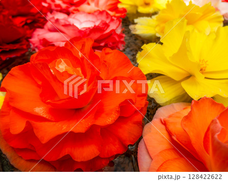 カラフルで繊細なベゴニアの花びら 128422622
