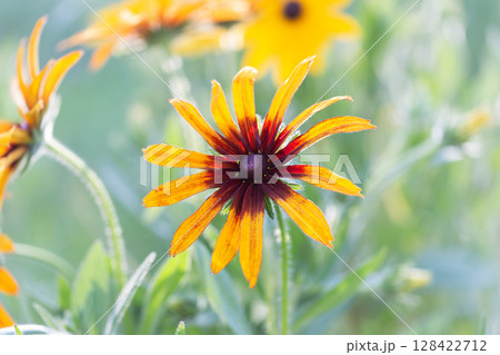 Rudbeckia Hirta (Black-Eyed Susan) Blooming in Summer Field 128422712
