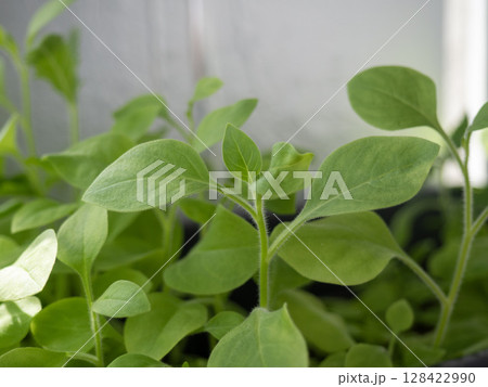 Close-up of young green seedlings growing in soil. The plants have vibrant leaves and are thriving in a bright environment. Close-up of young green seedlings growing in soil. The plants have vibrant leaves and are thriving in a bright environment. 128422990