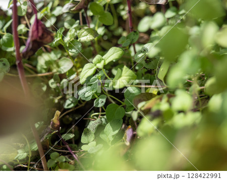 Close-up of various green herbs growing in a garden. The scene includes small leaves and stems, showcasing a vibrant and healthy plant life. Close-up of various green herbs growing in a garden. The scene includes small leaves and stems, showcasing a vibrant and healthy plant life. 128422991