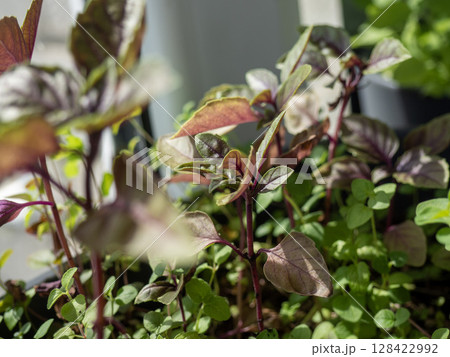 Close-up of vibrant green and purple herbs growing in a garden. The plants display various leaf shapes and colors, showcasing a healthy indoor garden environment. Close-up of vibrant green and purple herbs growing in a garden. The plants display various leaf shapes and colors, showcasing a healthy indoor garden environment. 128422992