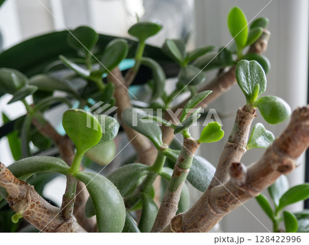 Close-up of a jade plant with thick green leaves and woody stems. The plant is thriving indoors, showcasing its vibrant foliage and unique structure. Close-up of a jade plant with thick green leaves and woody stems. The plant is thriving indoors, showcasing its vibrant foliage and unique structure. 128422996
