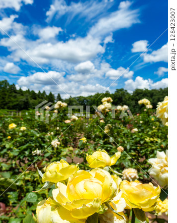 青空に映えるバラ 128423007