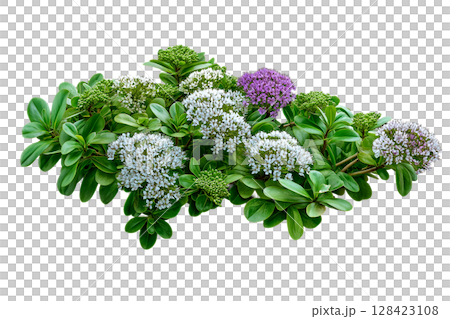 一株開著白色和紫色花朵的植物_透明背景_摳圖 128423108