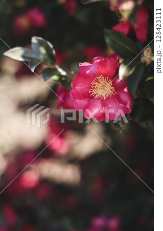 サザンカ サザンカ 128423111