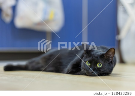 黒猫 黒猫 128423289