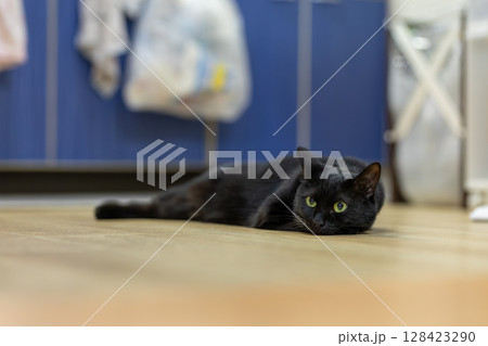 黒猫 黒猫 128423290