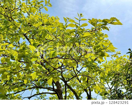 春 新緑が美しい庭の柿の木 春 新緑が美しい庭の柿の木 128423291
