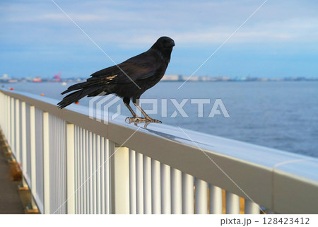 海辺のフェンスにとまるカラスの風景 海辺のフェンスにとまるカラスの風景 128423412