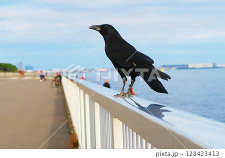 海辺のフェンスにとまるカラスの風景 128423413