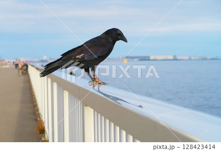 海辺のフェンスにとまるカラスの風景 海辺のフェンスにとまるカラスの風景 128423414