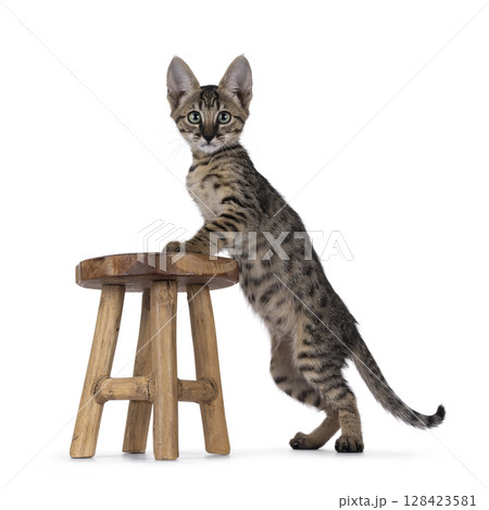 Black cat on white background Black cat on white background 128423581