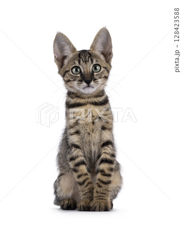 Black cat on white background Black cat on white background 128423588