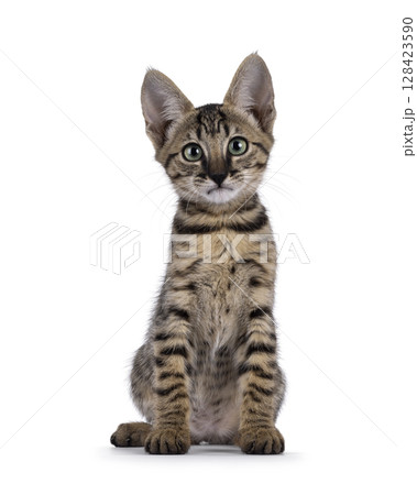 Black cat on white background 128423590