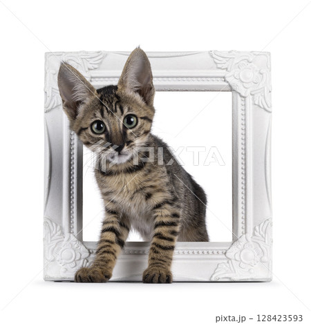 Black cat on white background 128423593