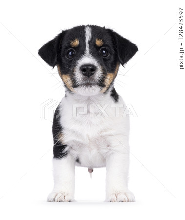 Jack Russell pup on white background 128423597