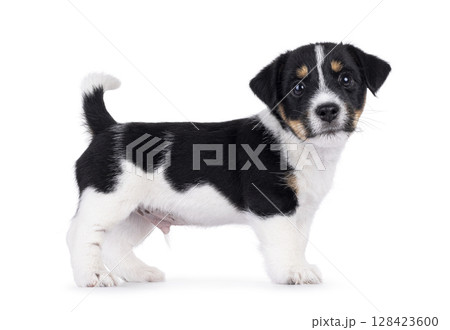 Jack Russell pup on white background 128423600