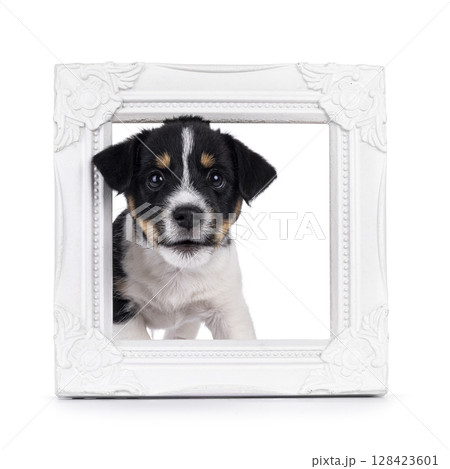 Jack Russell pup on white background 128423601