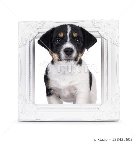 Jack Russell pup on white background 128423602