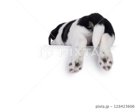 Jack Russell pup on white background 128423606