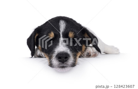 Jack Russell pup on white background 128423607