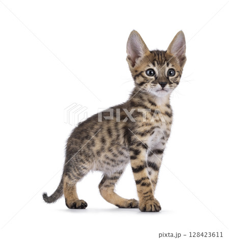 Savannah cat kitten on white background 128423611