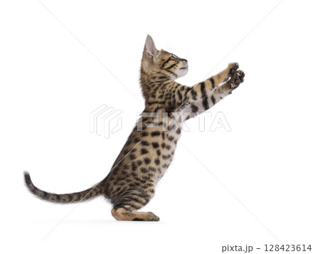 Savannah cat kitten on white background Savannah cat kitten on white background 128423614