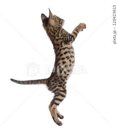 Savannah cat kitten on white background 128423615