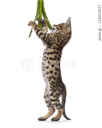 Savannah cat kitten on white background 128423617