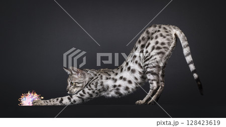 Silver spotted Savannah cat on black 128423619