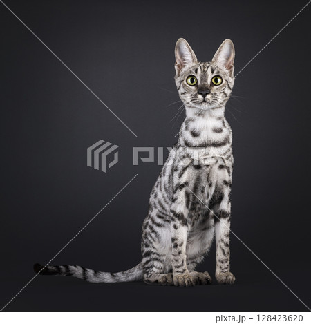 Silver spotted Savannah cat on black Silver spotted Savannah cat on black 128423620