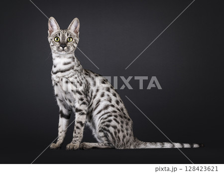 Silver spotted Savannah cat on black 128423621