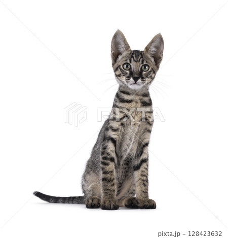 Black tabby Savannah cat on white 128423632