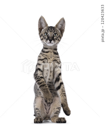 Black tabby Savannah cat on white 128423633