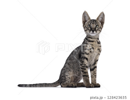Black tabby Savannah cat on white Black tabby Savannah cat on white 128423635