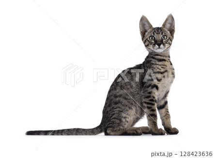 Black tabby Savannah cat on white 128423636