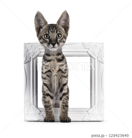 Black tabby Savannah cat on white Black tabby Savannah cat on white 128423640