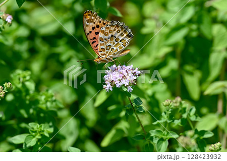 ツマグロヒョウモン ツマグロヒョウモン 128423932