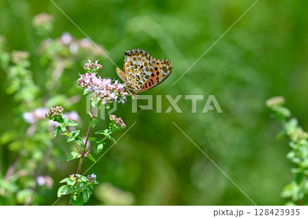 ツマグロヒョウモン ツマグロヒョウモン 128423935